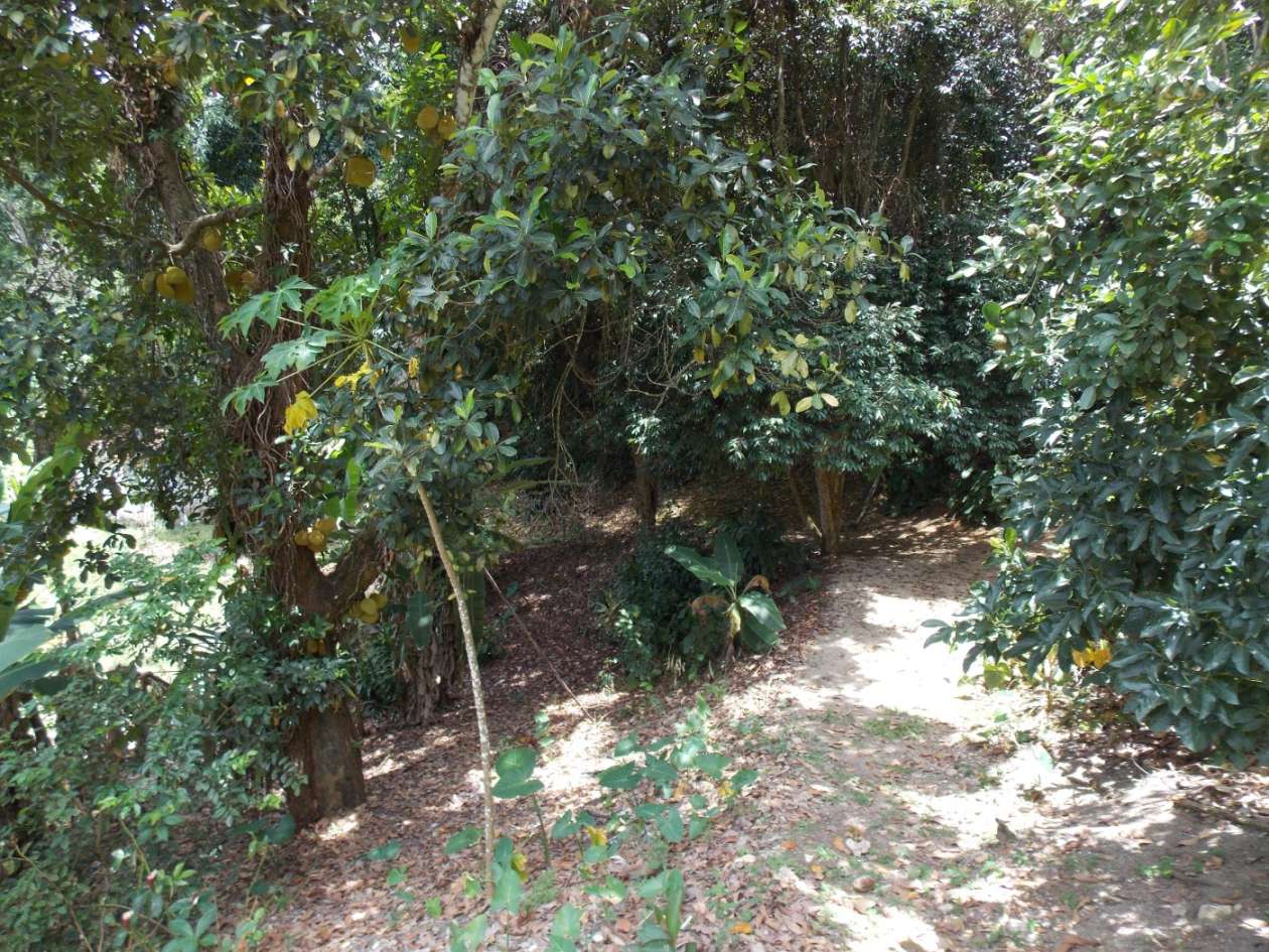 Sítio, 3 quartos, 4 hectares - Foto 20