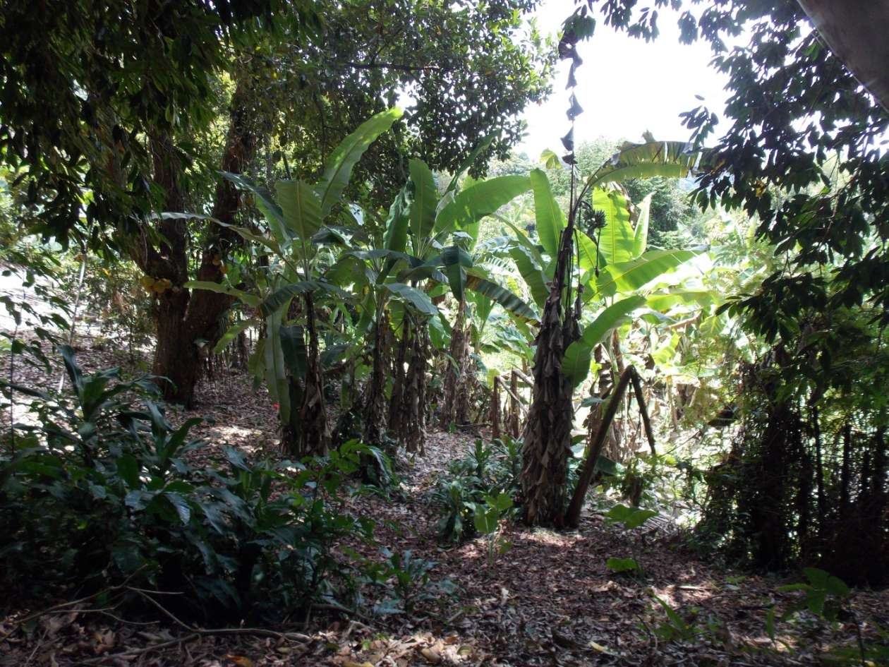 Sítio, 3 quartos, 4 hectares - Foto 22