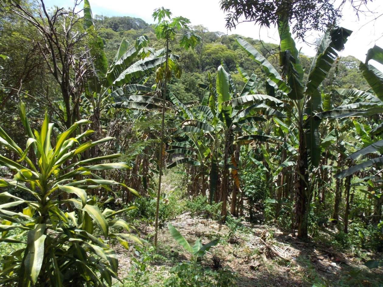 Sítio, 3 quartos, 4 hectares - Foto 25