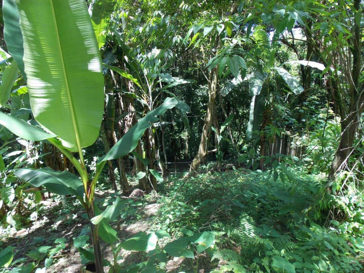 Terreno, 350 m² - Foto 5