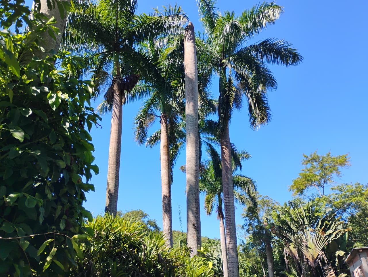 Fazenda, 1 hectares - Foto 35